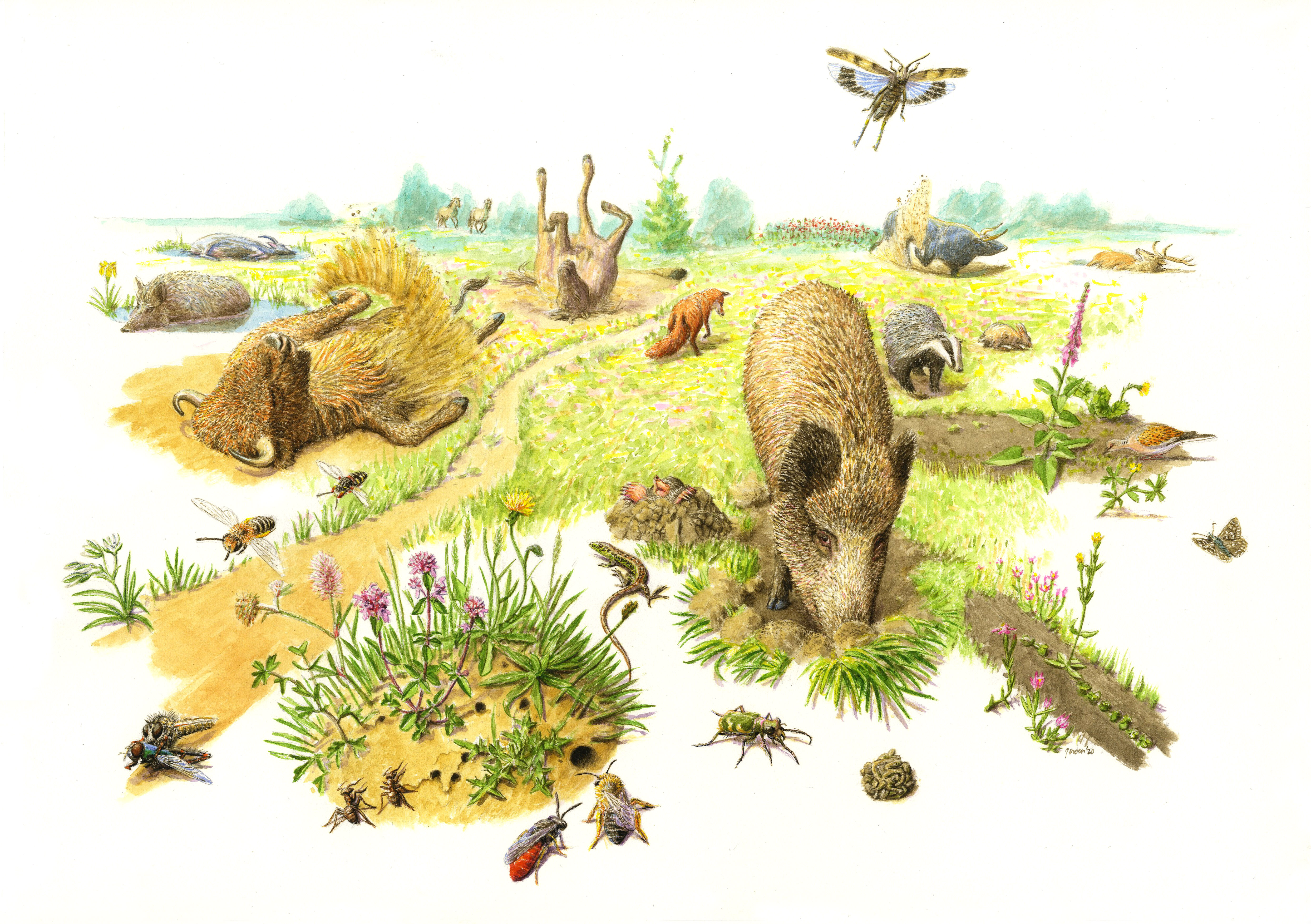 Hoe de wereld van Ice Age graslanden van nu helpt begrijpen | ARK